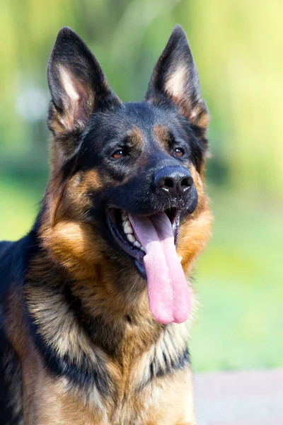 Beautiful German Shepherd Outdoors — Stock Photo, Image