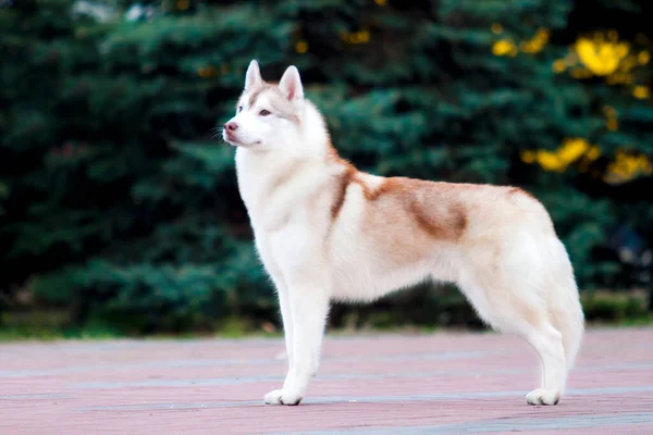 Schattige Siberische Husky Hond Buiten — Stockfoto