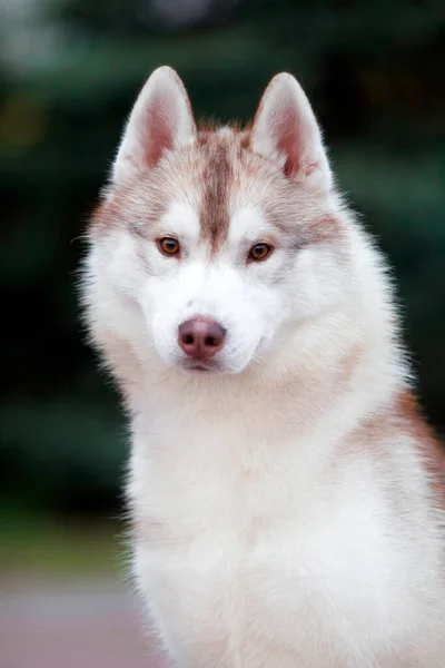 Adorabil Câine Husky Siberian Aer Liber — Fotografie, imagine de stoc