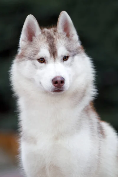 Rozkošný Sibiřský Husky Pes Venku — Stock fotografie