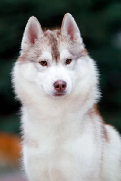 Adorável Cão Husky Siberiano Livre — Fotografia de Stock