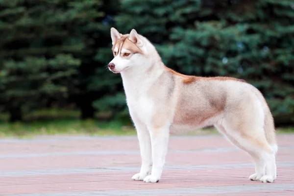 Adorable Perro Husky Siberiano Aire Libre — Foto de Stock