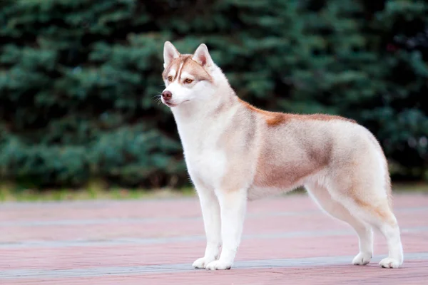 Αξιολάτρευτο Σκυλί Husky Σιβηρίας Εξωτερικούς Χώρους — Φωτογραφία Αρχείου