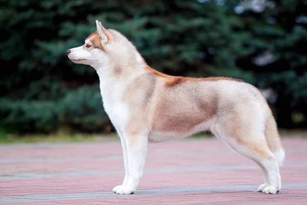 Schattige Siberische Husky Hond Buiten — Stockfoto