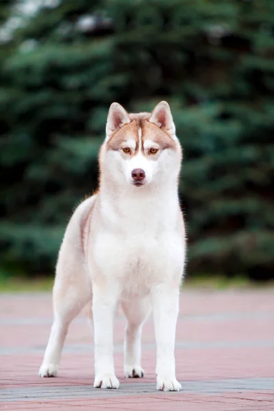 Skjønn Sibirsk Huskyhund Utendørs – stockfoto