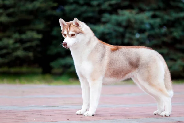 Schattige Siberische Husky Hond Buiten — Stockfoto