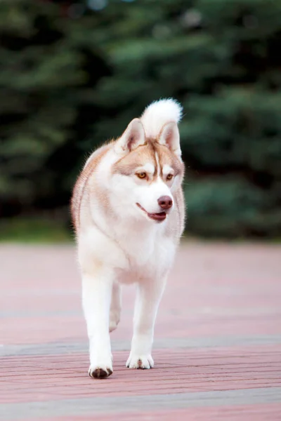 Adorable Perro Husky Siberiano Aire Libre — Foto de Stock