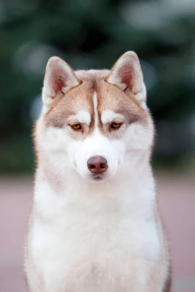 Adorável Cão Husky Siberiano Livre — Fotografia de Stock