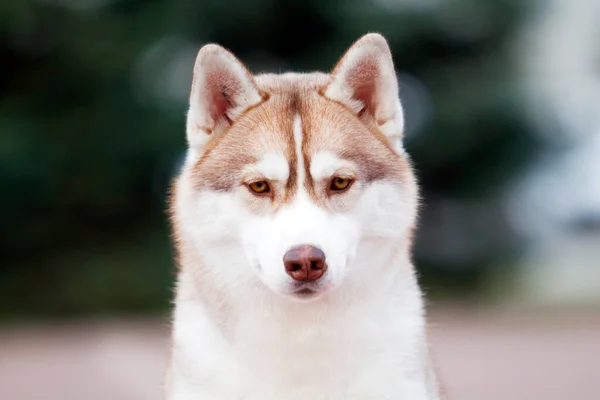 Bedårande Sibirisk Husky Hund Utomhus — Stockfoto