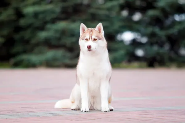 愛らしいシベリアのハスキー犬屋外 — ストック写真