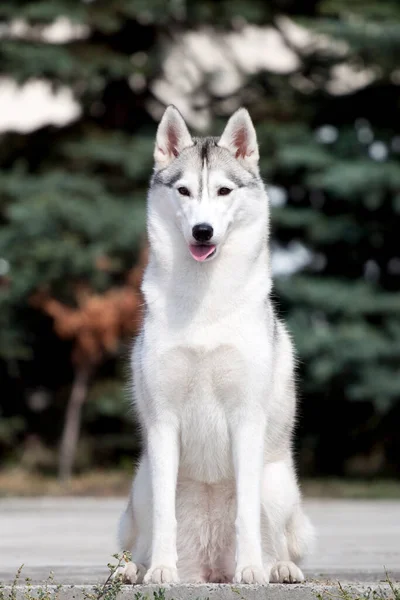 Schattige Siberische Husky Hond Buiten — Stockfoto