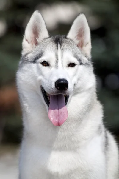 愛らしいシベリアのハスキー犬屋外 — ストック写真