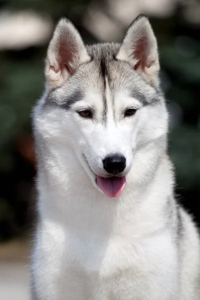 Adorabile Cane Husky Siberiano All Aperto — Foto Stock