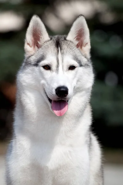 Αξιολάτρευτο Σκυλί Husky Σιβηρίας Εξωτερικούς Χώρους — Φωτογραφία Αρχείου