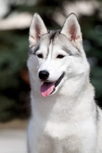 Rozkošný Sibiřský Husky Pes Venku — Stock fotografie