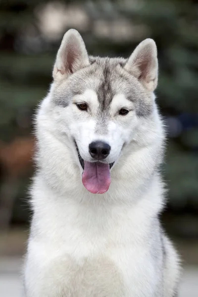 Adorable Perro Husky Siberiano Aire Libre —  Fotos de Stock