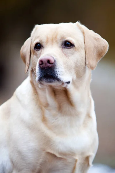 Güzel Labrador Açık Hava Portresi — Stok fotoğraf