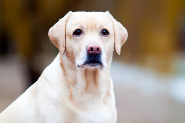 Bonito Labradore Livre Retrato — Fotografia de Stock