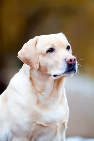 Niedlichen Labrador Außenporträt — Stockfoto