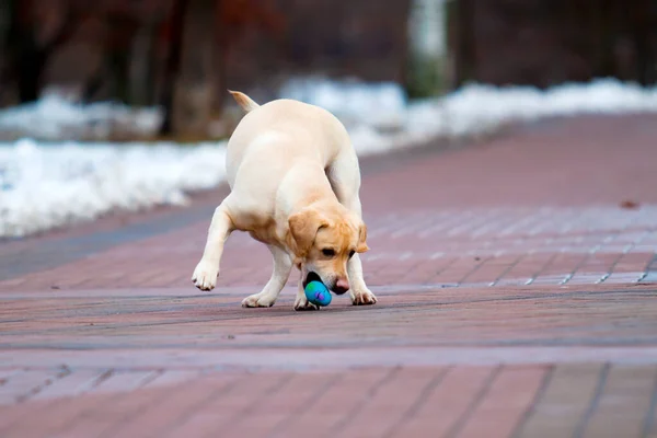 Netter Hund Auf Der Straße Mit Ball — Stockfoto