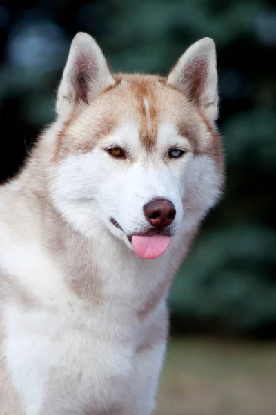 Adorável Cão Husky Siberiano Livre — Fotografia de Stock