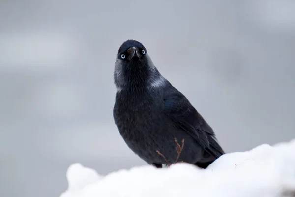 Corbeau Noir Sur Neige Gros Plan — Photo