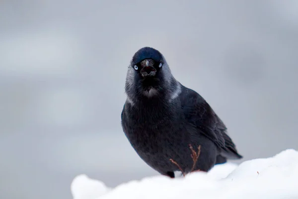 Corbeau Noir Sur Neige Gros Plan — Photo