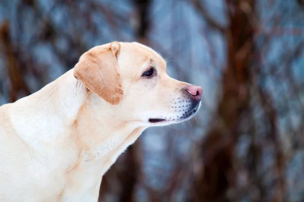 Golden Retriever Dog Park — Stock Photo, Image