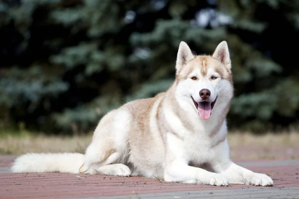 Bedårande Sibirisk Husky Hund Utomhus — Stockfoto