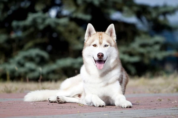 Bedårande Sibirisk Husky Hund Utomhus — Stockfoto