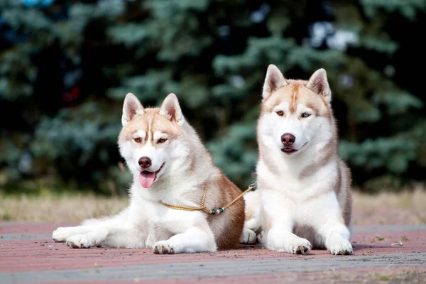 Adorables Chiens Husky Sibériens Extérieur — Photo