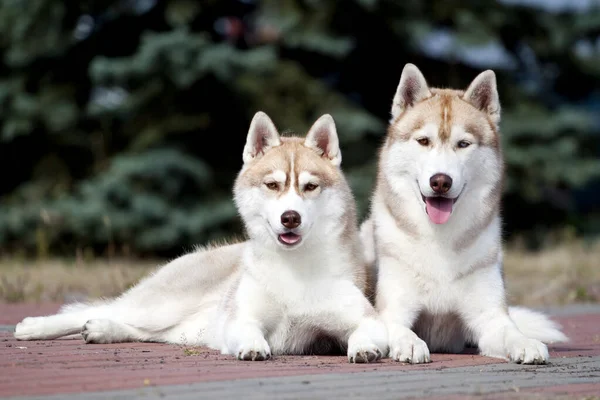 Чарівні Сестринські Хаскі Собаки Відкритому Повітрі — стокове фото