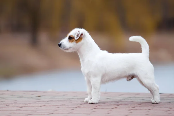 Söt Jack Russell Terrier Hund — Stockfoto