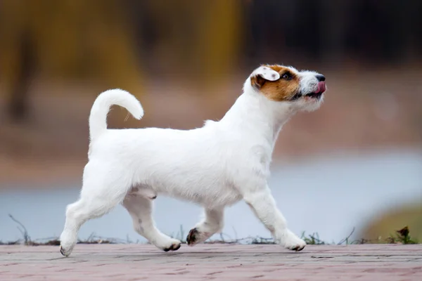 Söt Jack Russell Terrier Hund — Stockfoto