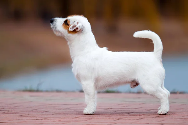 Söt Jack Russell Terrier Hund — Stockfoto