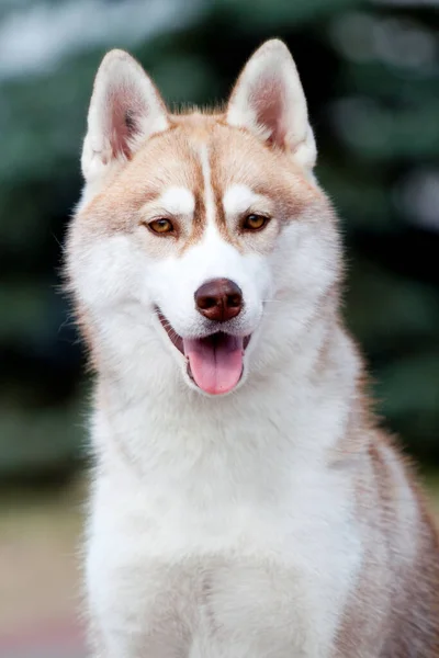 Adorável Cão Husky Siberiano Livre — Fotografia de Stock