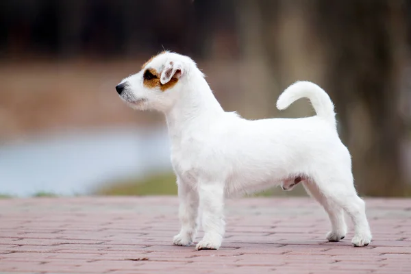 Niedlicher Jack Russell Terrier Hund — Stockfoto