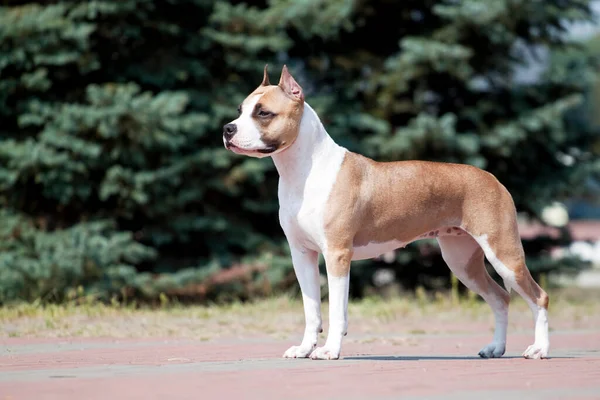 Amerikai Staffordshire Terrier Szabadtéri Portré — Stock Fotó