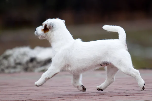 Cute Jack Russell Terrier Dog — Stock Photo, Image