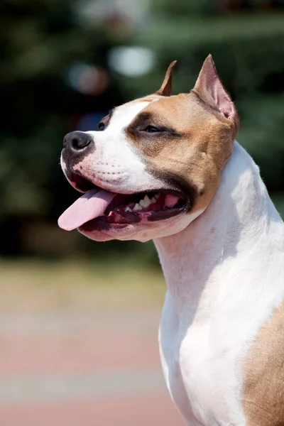 American Staffordshire Terrier Retrato Livre — Fotografia de Stock