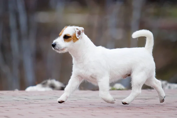 Niedlicher Jack Russell Terrier Hund — Stockfoto