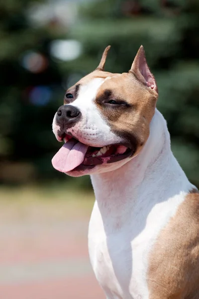 Amerikanischer Staffordshire Terrier Freien — Stockfoto