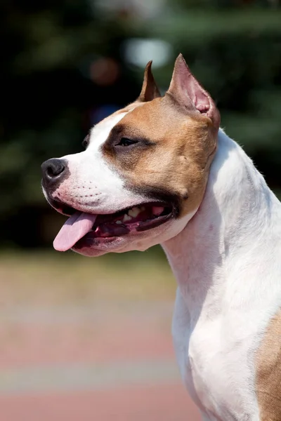 American Staffordshire Terrier Outdoor Portrait — Stock Photo, Image