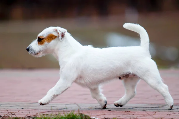 Cute Jack Russell Terrier Dog — Stock Photo, Image