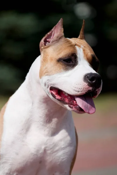 American Staffordshire Terrier Outdoor Portrait — Stock Photo, Image