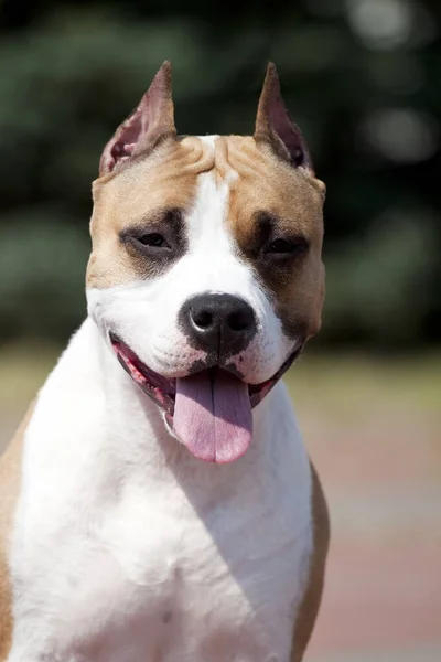 Outdoor Portret Van Amerikaanse Staffordshire Terriër — Stockfoto