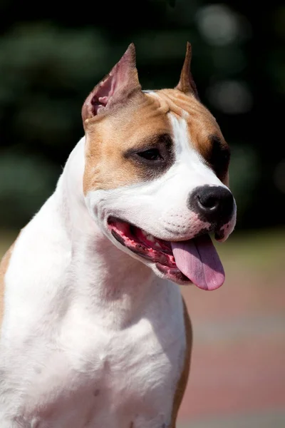 American Staffordshire Terrier Retrato Aire Libre — Foto de Stock