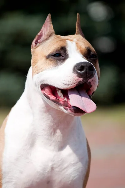 American Staffordshire Terrier Outdoor Portrait — Stock Photo, Image