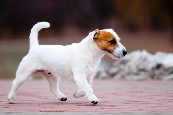 Cane Carino Jack Russell Terrier — Foto Stock