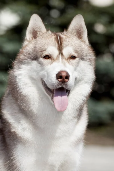 Rozkošný Sibiřský Husky Pes Venku — Stock fotografie